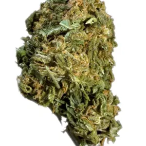 Blueberry Kush Marijuana Strain